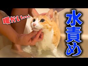 ロビンの水責め動画と最新ハイプ新機能の紹介 – ねこねここねこ