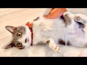 タイピー日記のカレンダー半額セールと動物救出動画を紹介 – ねこねここねこ