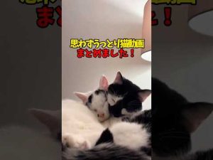 癒しのかわいい猫映像集：ほっこり笑顔になれる瞬間をお楽しみください – ねこねここねこ