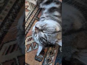 アメショーのラッテと穏やかな猫の暮らし：癒しの瞬間をお届け – ねこねここねこ
