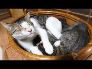 かわいい猫の癒し動画 | もみもみクロのほっこり瞬間 – ねこねここねこ