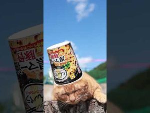 黒マー油豚骨ラーメンと癒しの猫動画【とんこつパラダイス2025年版】 – ねこねここねこ