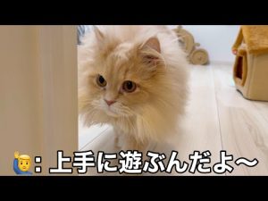 猫の喜び爆発！家中を駆け回るかわいい反応動画 – ねこねここねこ