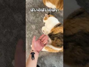 猫好き注目！話題の『ぱいのぱいのぱいちんちろりん』フル音源が聴ける音楽アプリ解説 – ねこねここねこ