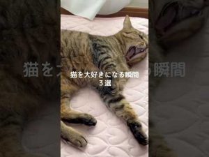 心温まる猫の瞬間集｜癒しと笑顔がいっぱいの猫動画 – ねこねここねこ