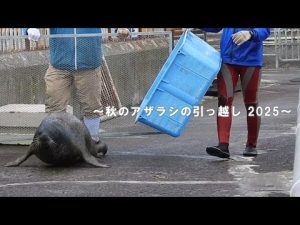 おたる水族館のアザラシ冬支度：安全なプールへの引っ越しの様子2025 – ねこねここねこ
