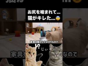 猫の表情が人間そっくりに見える瞬間を動画で紹介 – ねこねここねこ