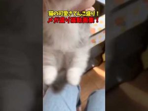かわいい猫の盛り付け動画｜癒しと楽しさ満載のメガ盛り特集 – ねこねここねこ