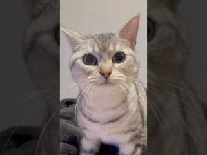 足長マンチカンとスコティッシュの癒やし日常：一人遊びの微笑ましい瞬間 – ねこねここねこ