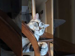 アメショーのラッテの日常と魅力を紹介｜かわいい猫動画満載 – ねこねここねこ