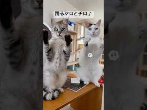 AIが魅せる！マロとチロのかわいいダンス動画【短編ショート】 – ねこねここねこ
