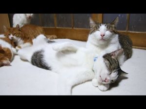 猫の癒やし動画：さばずうでまくらのかわいさに癒される2025年版 – ねこねここねこ