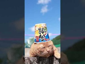 函館で楽しむ塩ラーメンと癒しの猫動画！観光に便利なスポット紹介 – ねこねここねこ