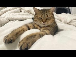 みにら君の成長とファンクラブ新特典とネコネコホイホイ登場 – ねこねここねこ