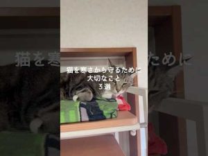 寒い季節も安心！猫を守るためのポイント3選【2025年版】 – ねこねここねこ