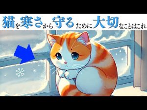 寒い季節に猫を守るポイントと暖かく過ごす工夫 – ねこねここねこ