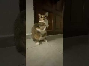 魅力的な大きな目の美しい視覚効果と魅力紹介 – ねこねここねこ