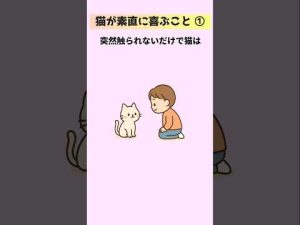 猫と良い関係を築く10のコツ|信頼される接し方と喜ぶポイント – ねこねここねこ