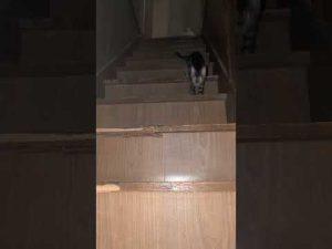 ベンガル猫のかわいくて面白い瞬間集|癒しの動画を楽しもう – ねこねここねこ