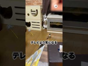 猫のかわいい釣り姿と飼い主への愛情を感じるほっこり動画 – ねこねここねこ