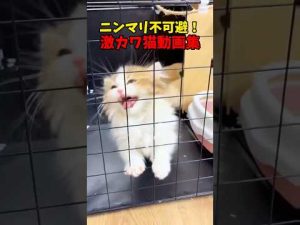 癒しの猫動画:思わず笑顔になるかわいさ特集 – ねこねここねこ