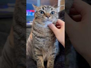 足長マンチカンとスコティッシュの健康診断動画|猫好き必見の愛らしい診察風景 – ねこねここねこ