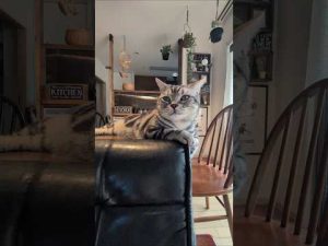 アメショーのラッテちゃんと過ごす癒しの日常|かわいい猫との暮らしの様子 – ねこねここねこ