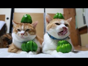 かわいい猫のパフォーマンス特集|かぐら南蛮のせ猫動画(2025年版) – ねこねここねこ