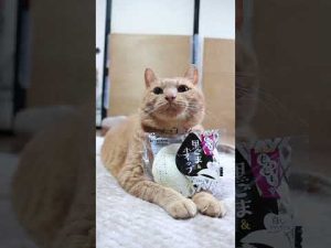 癒しのスイーツ動画:もちもち堂の黒ごま&ホイップとかわいい猫たち – ねこねここねこ