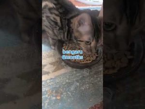 ミャク子さんとガッツくんの仲良しごはんタイム|猫の日常ショート動画 – ねこねここねこ