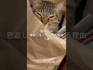 野良猫が恩返しをする理由と行動の秘密解説 – ねこねここねこ
