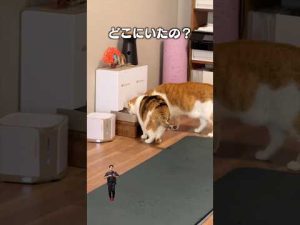 猫好き必聴!「うちの猫どこにもいない」猫あるあるソングが音楽配信中 – ねこねここねこ