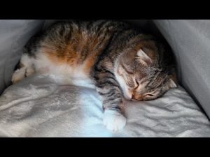 2025年版猫用電気不要保温ベッドの真実|カインズの罠にハマる? – ねこねここねこ