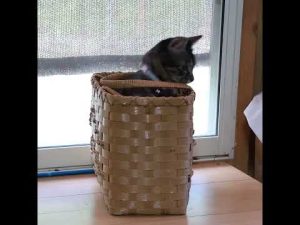 癒しの子猫動画:かごに収まる愛らしいクロの姿 – ねこねここねこ