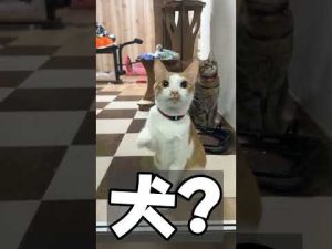 猫が飼い主に締め出されて大号泣!ちょっと笑えるハプニング動画 – ねこねここねこ