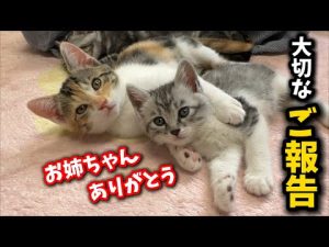 子猫に関する最新情報と支援方法：残念なお知らせと嬉しいお知らせ – ねこねここねこ