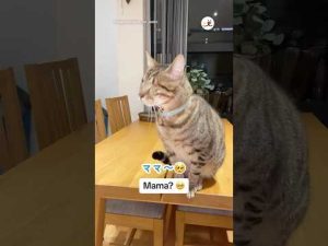 目が見えない猫の飼い主募集｜愛情あふれるストーリー – ねこねここねこ