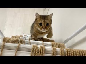 元気な猫・みにら君の魅力を徹底紹介！ファンクラブやグッズ情報も – ねこねここねこ