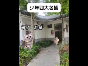 少年四大名捕と猫ミームの魅力を楽しむ動画｜かわいい猫とストーリー満載 – ねこねここねこ