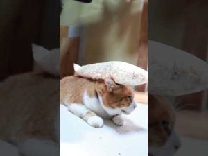 癒しのかわいい猫とポン菓子の映像｜おいしさと癒しのコラボ – ねこねここねこ