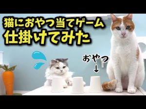 関西弁で話す猫がおやつ当てゲームに挑戦！驚きの正解率を動画で紹介 – ねこねここねこ