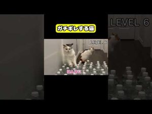 関西弁で怒る猫のかわいい＆おもしろ動画【つくし】 – ねこねここねこ