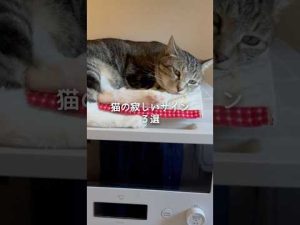 猫が寂しいと感じる3つのサインとかわいい保護猫たちの様子 – ねこねここねこ
