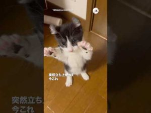 愛猫の意外な瞬間！突然立ち上がるかわいい動画を紹介 – ねこねここねこ