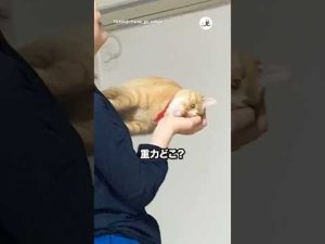 全力拒否しちゃうかわいい猫の姿を公開 – ねこねここねこ