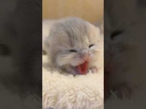 癒しの猫動画集｜かわいい猫たちのほのぼの映像を楽しもう – ねこねここねこ