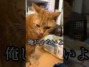 アメショ猫の日常: ゆるふわ癒し動画と遊びの姿を楽しもう – ねこねここねこ