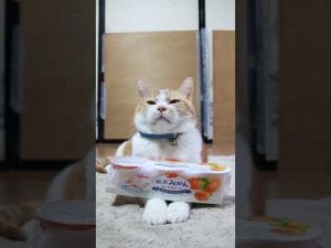 朝食にぴったり！みかんとヨーグルトのかわいい猫のせアレンジと癒しの時間 – ねこねここねこ