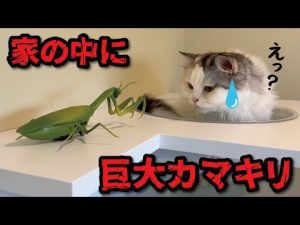 猫と巨大カマキリの意外な出会い！お昼寝中のハプニング映像 – ねこねここねこ