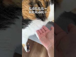 猫あるある動画 | プライモーディアルポーチの魅力とエピソード解説 – ねこねここねこ